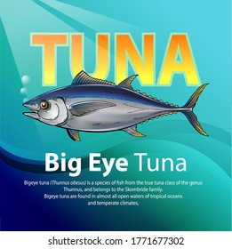 Vector illustration, Bigeye tuna (Thunnus obesus) is a species of fish from the true tuna class of the genus Thunnus, and belongs to the Skombride family.
