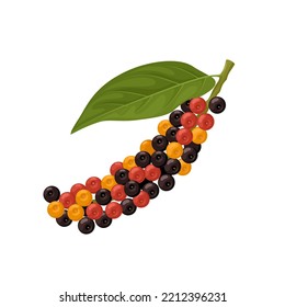 Vector illustration, bignay fruit or Antidesma bunius, isolated on white background.