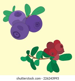 Vector illustration with bilberry and cranberry