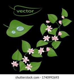 Vector illustration of a bindweed branch with leaves and pink small flowers
