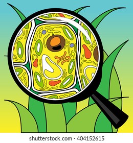 Vector illustration biological cells grass looking through a magnifier