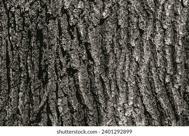 Vector illustration of Birch bark texture. The texture of the birch bark. Birch bark background. Birch tree trunk, Betula pendula.
