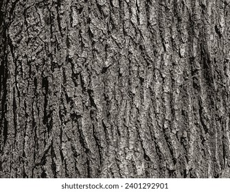 Vector illustration of Birch bark texture. The texture of the birch bark. Birch bark background. Birch tree trunk, Betula pendula.
