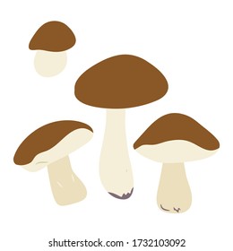 Vector illustration of Birch Bolete mushrooms on white background. Botanical illustration and floral design elements.