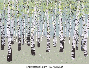 Vector illustration birch grove in spring time