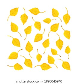 Vector illustration of the birch leaf set.  Botanical illustration for education and floral design elements.