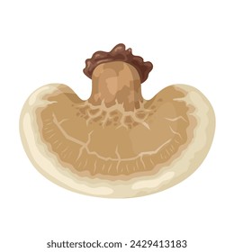 Vector illustration, Birch polypore or Fomitopsis betulina mushroom, isolated on white background.