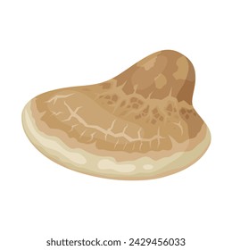 Vector illustration, Birch polypore or Fomitopsis betulina mushroom, isolated on white background.