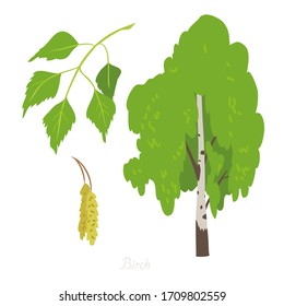 Vector illustration of Birch tree and its parts. 