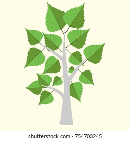 Vector Illustration of birch tree  with two color leaves on light yellow background. 