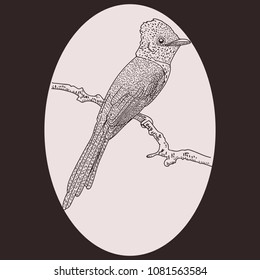 Vector illustration of a bird