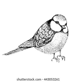 vector illustration bird blue tit. bird in graphic style