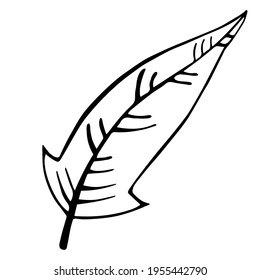 Vektorgrafik einer Vogelfeder. Einfache schwarze Silhouette, Doodle. Einzelnes Objekt auf weißem Hintergrund, Designelement