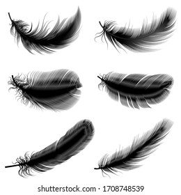 Vector illustration of bird feathers