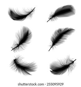 Vector illustration of bird feathers