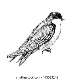 vector illustration bird. bird in graphic style. vector illustration urban swallow