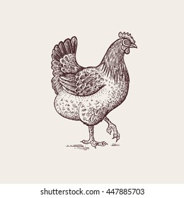 Vector illustration - a bird hen. A series of farm animals. Graphics, handmade drawing figure chicken. Vintage engraving style. Nature - Sketch. Isolated fowls image on a white background.