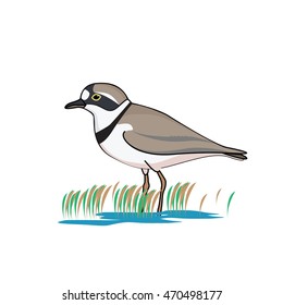 vector illustration of the bird. isolated sandpiper on white background.

 