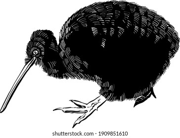 the vector illustration of the bird kiwi