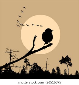vector illustration of the bird on branch