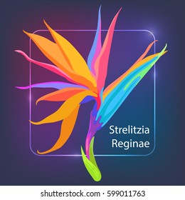 Vector illustration of bird of paradise flower, strelizia reginae, in trendy background, exotic jungle tropical plant
