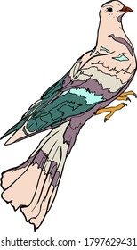 Ilustración vectorial de un pájaro del paraíso aislado en un fondo blanco. Pájaro exótico para imprimir en papel, logotipo, ropa, mantas para diseñadores
