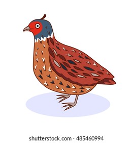 Vector illustration - a bird quail. California Quail. Cartoon style.