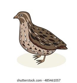 Vector illustration - a bird quail. Cartoon style.