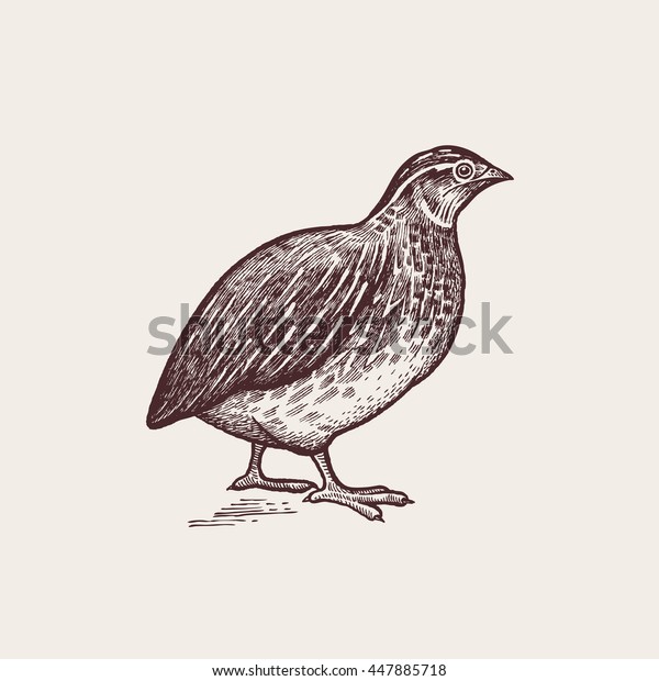 Vector\
illustration - a bird quail. A series of farm animals. Graphics,\
handmade drawing. Vintage engraving style. Nature - Sketch.\
Isolated fowls image on a white\
background.