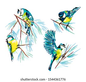 Vector illustration with the bird and the bird tit on white isolated background