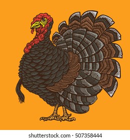 Vector illustration a bird turkey.  Handmade drawing. Vintage engraving style. Nature sketch. Isolated colors image on a orange background.
