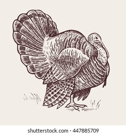Vector illustration - a bird turkey. A series of farm animals. Graphics, handmade drawing. Vintage engraving style. Nature - Sketch. Isolated fowls image on a white background.