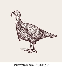 Vector illustration - a bird turkey. A series of farm animals. Graphics, handmade drawing. Vintage engraving style. Nature - Sketch. Isolated fowls image on a white background.