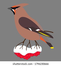 vector illustration of a bird waxwing on mountain berry isolated

