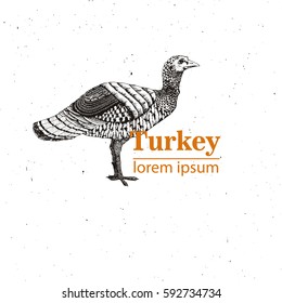 Vector illustration - a bird young turkey, Vintage engraving style. Nature - Sketch. Isolated fowls image on a white background. Logo template.