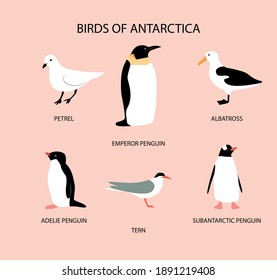 Vector illustration with birds of Antarctica: petrel; emperor penguin; adelie penguin; tern; albatross; subantarctic penguin. Flat design.