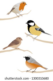 Vector illustration of birds Erithacus rubecula, Parus major, Passer domesticus, Phoenicurus phoenicurus.