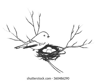 Vector illustration of the birds and nest with eggs on a branch.