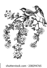 Vector illustration of birds on branch of cherry tree on white background