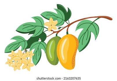 Vector illustration with birds on a pomegranate branch with fruits and flowers isolated on white. Can be used for poster, packing, fabric, invitation or scrapbook