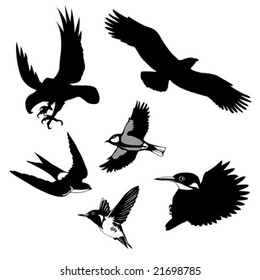 vector illustration of the birds on white background
