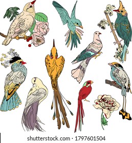 Vector illustration of birds of paradise and flowers isolated on white background. Exotic birds large set for printing on paper, logo, clothes, blanks for designers