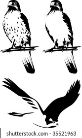 Vector illustration of a birds of prey. Black and white.