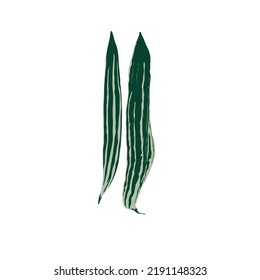 vector illustration of bitter gourd or bitter gourd eel (Trichosanthes anguina)