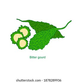 Vector illustration of bitter gourd or bitter melon isolated on a white background.