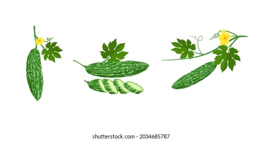 Vector illustration, Bitter melon or (Momordica Charantia), isolated on white background.