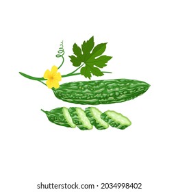 Vector illustration, Bitter melon or (Momordica Charantia), isolated on white background.
