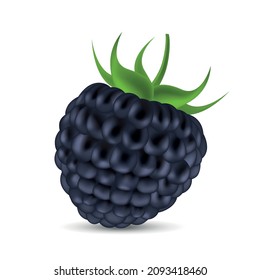 Vector illustration of a black blackberry berry on a white background.