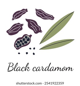 Vector illustration of black cardamom, flat cartoon style with detailed pods, seeds, and leaves. Perfect for spice, culinary, and natural ingredient themes, Indian hill cardamom, exotic seasoning