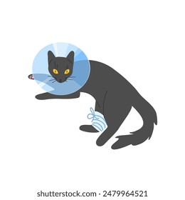 Vector illustration of a black cat with a protective veterinary cone collar, on its neck after operation or injury. Health treatment procedure for injured pets. 